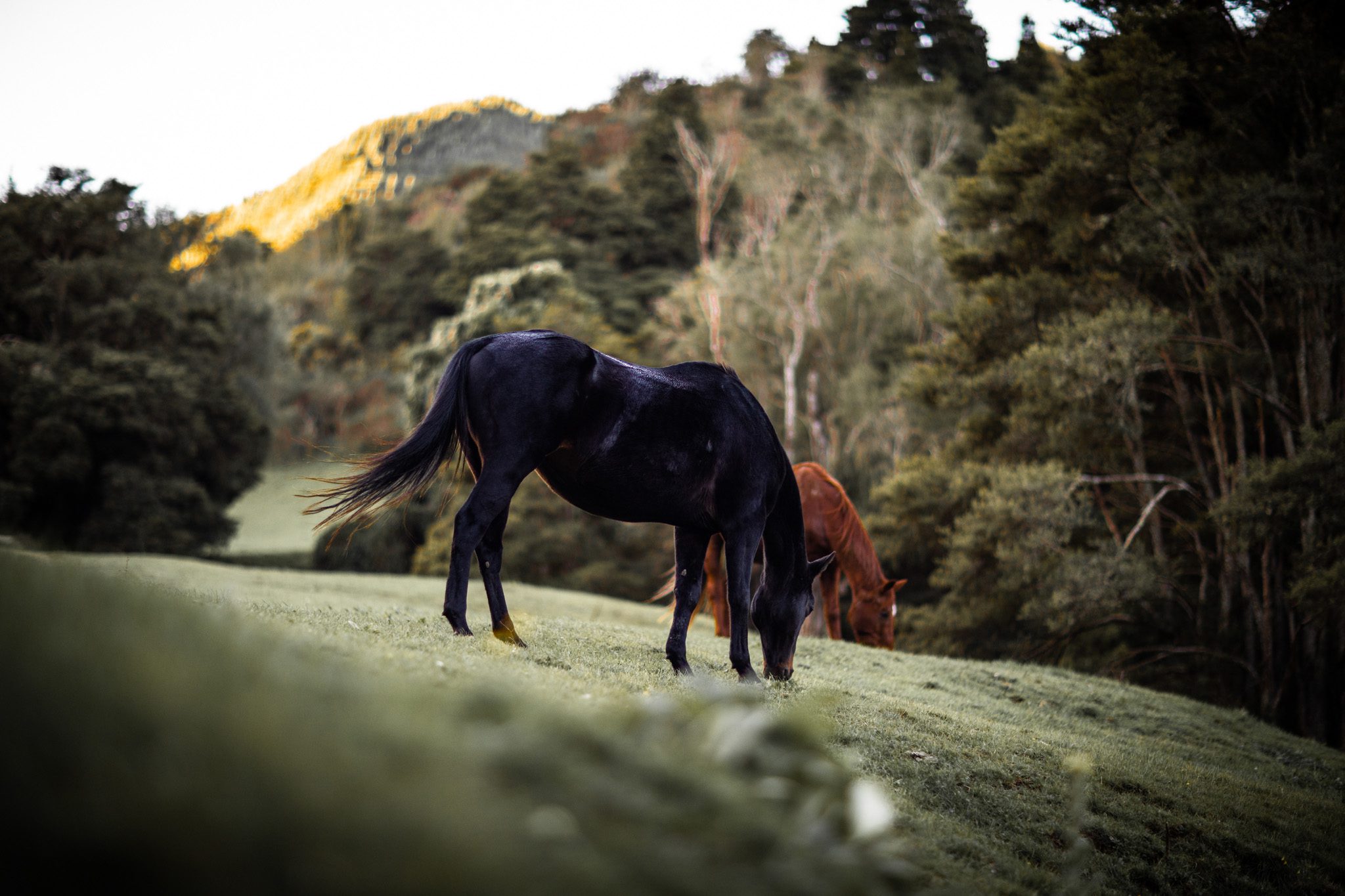 Fossil Creek Farm Trust Fossil Creek Farm